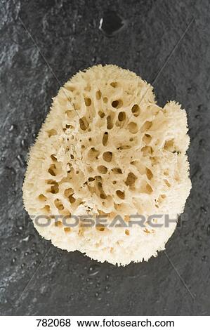 Bath sponge View Large Photo Image Stock Photo - Bath sponge. Fotosearch