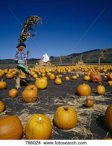 Pumpkins in a field, California, USA View Large Photo Image Picture - Pumpkins in a field, California, USA. Fotosearch