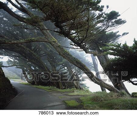 Trees growing over a path View Large Photo Image Stock Image - Trees growing over a path. Fotosearch