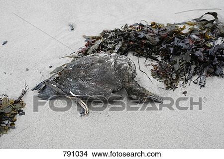 A dead duck on a beach View Large Photo Image Picture - A dead duck on a beach. Fotosearch
