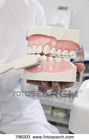 Detail of a dentist holding model teeth and a toothbrush View Large Photo Image Stock Image - Detail of a dentist holding model teeth and a toothbrush. Fotosearch