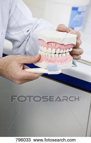 Detail of a dentist holding model teeth and a toothbrush View Large Photo Image Stock Image - Detail of a dentist holding model teeth and a toothbrush. Fotosearch