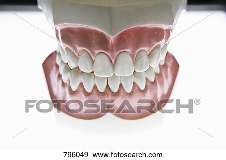 Model of human gums and teeth View Large Photo Image Stock Photo - Model of human gums and teeth. Fotosearch