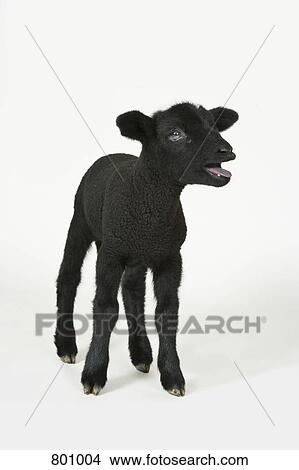 A bleating black lamb, studio shot View Large Photo Image Picture - A bleating black lamb, studio shot. Fotosearch