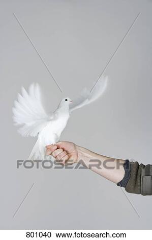 A dove flapping its wings View Large Photo Image Stock Image - A dove flapping its wings. Fotosearch