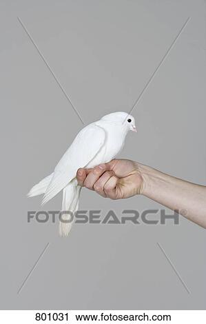 Stock Image - A dove perched on a human hand. Fotosearch
