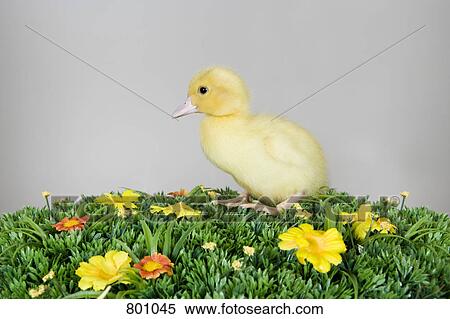 A duckling on artificial grass View Large Photo Image Stock Photography - A duckling on artificial grass. Fotosearch
