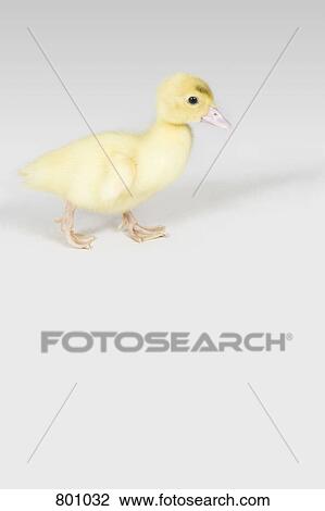 A duckling, studio shot View Large Photo Image Stock Image - A duckling, studio shot. Fotosearch