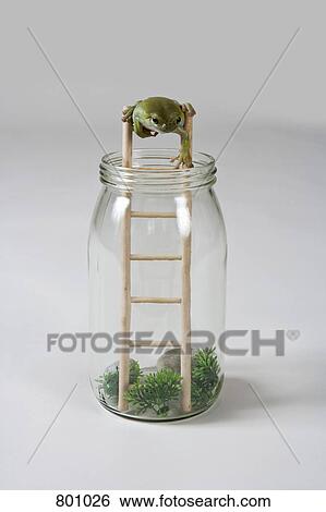 A frog climbing down a ladder View Large Photo Image Stock Photograph - A frog climbing down a ladder. Fotosearch