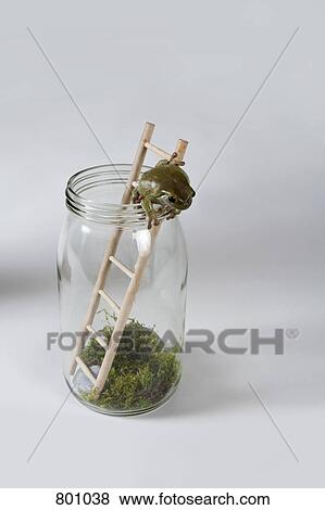 A frog climbing out of a jar View Large Photo Image Stock Photo - A frog climbing out of a jar. Fotosearch