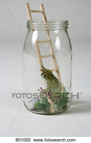 A frog in a jar on a ladder View Large Photo Image Stock Image - A frog in a jar on a ladder. Fotosearch