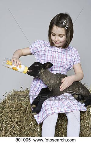 A girl feeding a black lamb, studio shot View Large Photo Image Stock Photography - A girl feeding a black lamb, studio shot. Fotosearch