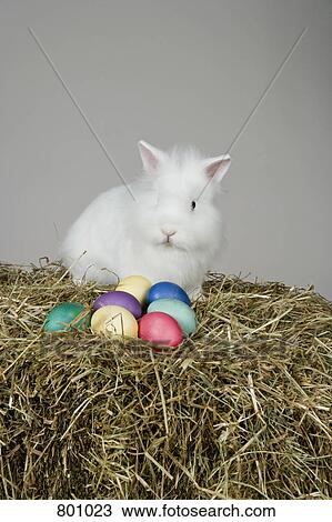 A rabbit and Easter eggs, studio shot View Large Photo Image Stock Image - A rabbit and Easter eggs, studio shot. Fotosearch