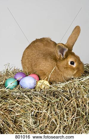 Stock Photograph - A rabbit and Easter eggs, studio shot. Fotosearch