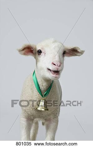 Stock Photography - A white lamb bleating, studio shot. Fotosearch