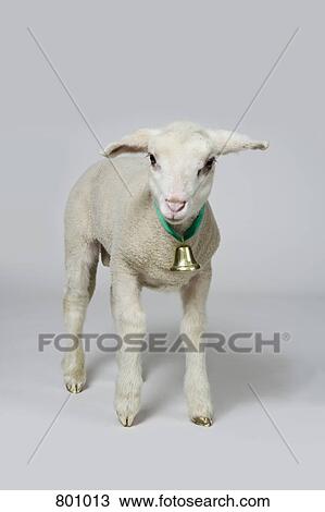 A white lamb, studio shot View Large Photo Image Stock Image - A white lamb, studio shot. Fotosearch