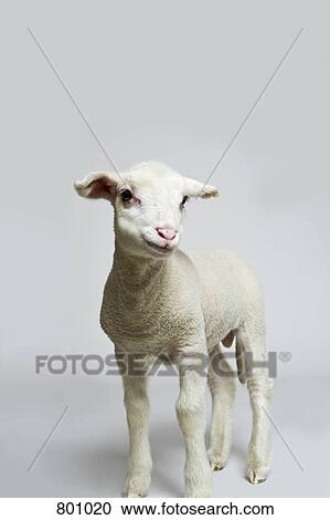 A white lamb, studio shot View Large Photo Image Stock Image - A white lamb, studio shot. Fotosearch