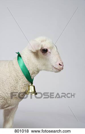 Stock Photo - A white lamb, studio shot. Fotosearch