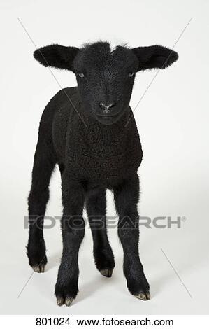 Black lamb, studio shot View Large Photo Image Picture - Black lamb, studio shot. Fotosearch