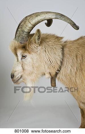 Goat, studio shot View Large Photo Image Stock Photo - Goat, studio shot. Fotosearch