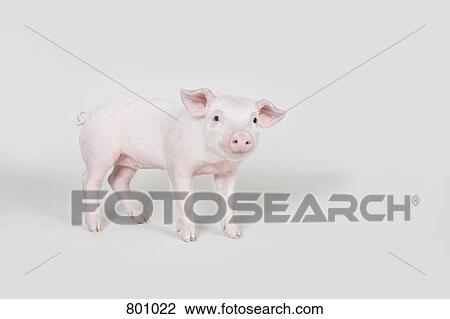 Piglet, studio shot View Large Photo Image Stock Image - Piglet, studio shot. Fotosearch