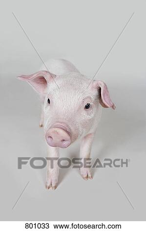 Piglet, studio shot View Large Photo Image Stock Image - Piglet, studio shot. Fotosearch
