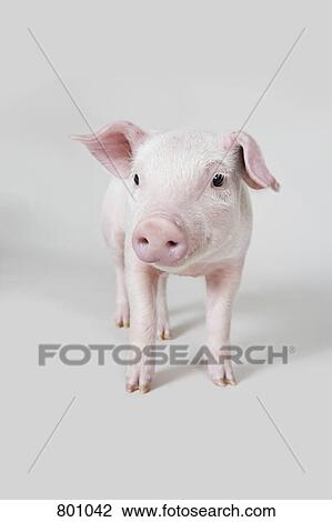 Piglet, studio shot View Large Photo Image Stock Image - Piglet, studio shot. Fotosearch