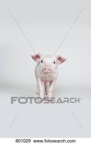 Piglet, studio shot View Large Photo Image Stock Photo - Piglet, studio shot. Fotosearch