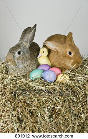 Two rabbits, a duckling and Easter eggs, studio shot View Large Photo Image Stock Image - Two rabbits, a duckling and Easter eggs, studio shot. Fotosearch