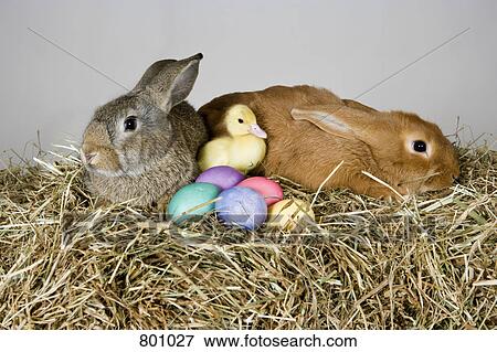 Two rabbits, a duckling and Easter eggs, studio shot View Large Photo Image Stock Photo - Two rabbits, a duckling and Easter eggs, studio shot. Fotosearch