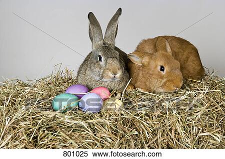 Two rabbits and Easter eggs View Large Photo Image Stock Photography - Two rabbits and Easter eggs. Fotosearch