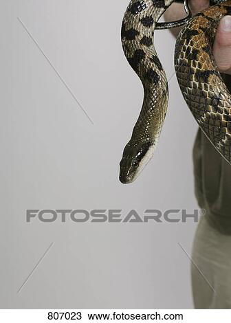 Stock Image - A python. Fotosearch