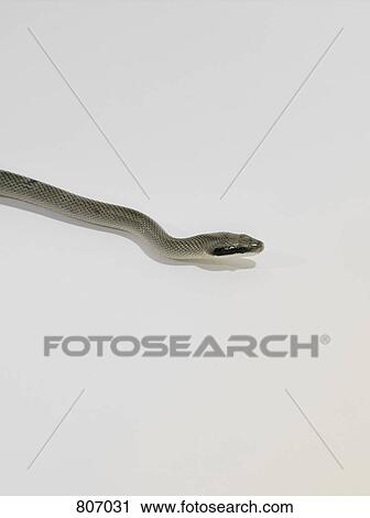 Stock Image - A snake. Fotosearch