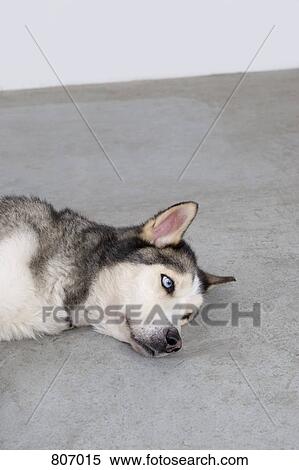 An Alaskan Malamute lying down View Large Photo Image Stock Photography - An Alaskan Malamute lying down. Fotosearch