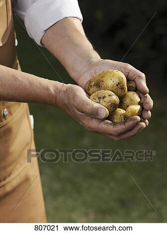 Midsection of a man with a handful of potatoes View Large Photo Image Stock Image - Midsection of a man with a handful of potatoes. Fotosearch
