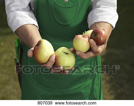 Midsection of a man with a handful of apples View Large Photo Image Stock Photo - Midsection of a man with a handful of apples. Fotosearch
