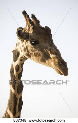 Side view of a giraffe View Large Photo Image Stock Photo - Side view of a giraffe. Fotosearch