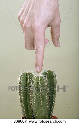 A human finger poking a cactus View Large Photo Image Stock Photo - A human finger poking a cactus. Fotosearch
