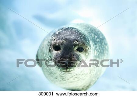 Stock Image - A seal. Fotosearch