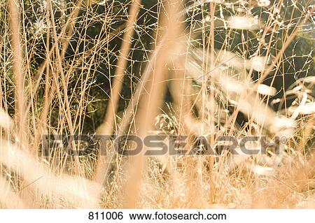 Dry twigs View Large Photo Image Stock Photograph - Dry twigs. Fotosearch