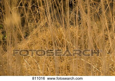 Stock Photograph - Dry twigs. Fotosearch