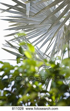 Stock Photo - Leaves. Fotosearch