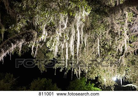 Oak tree with Spanish Moss hanging from the branches View Large Photo Image Stock Image - Oak tree with Spanish Moss hanging from the branches. Fotosearch