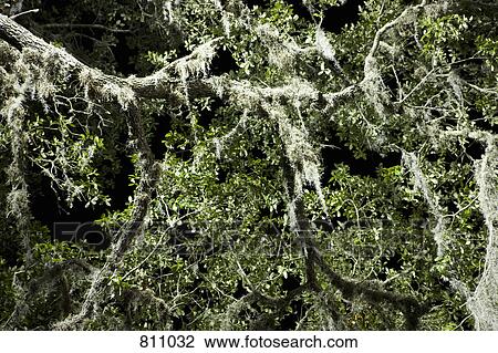 Oak tree with Spanish Moss hanging from the branches View Large Photo Image Stock Image - Oak tree with Spanish Moss hanging from the branches. Fotosearch