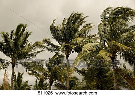 Palm Trees View Large Photo Image Stock Photograph - Palm Trees. Fotosearch