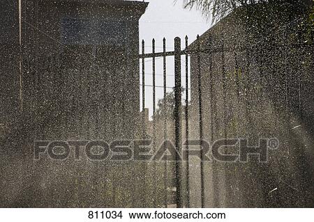 Picture - Sprinkling water in sunlight. Fotosearch
