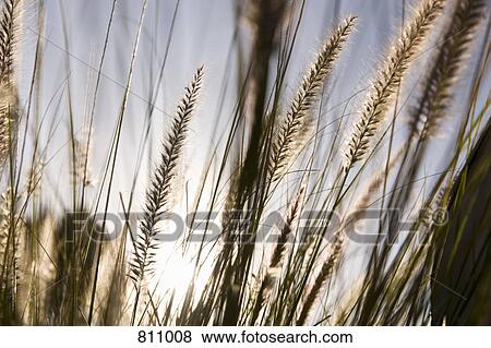 Stock Photo - Timothy grass. Fotosearch