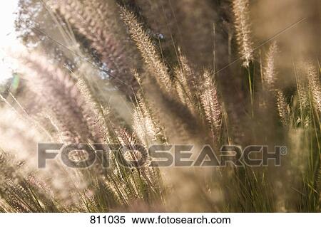 Timothy grass View Large Photo Image Stock Photography - Timothy grass. Fotosearch