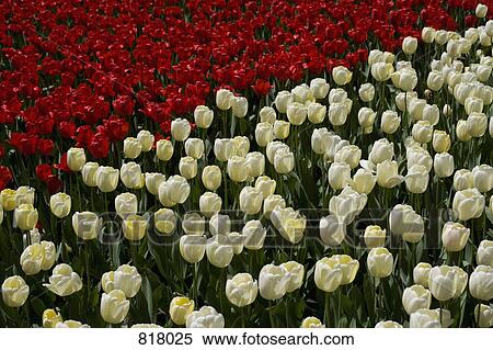 Stock Photography - Yellow and red tulips in a flower bed. Fotosearch