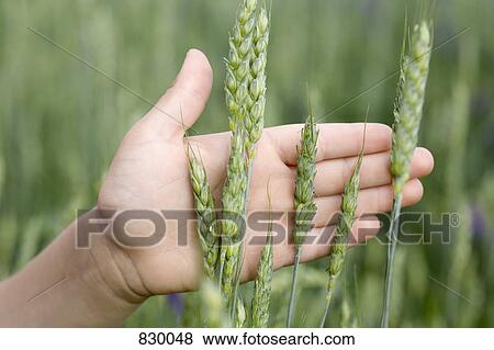 Detail of a person's hand touching wheat growing in a field View Large Photo Image Stock Photo - Detail of a person's hand touching wheat growing in a field. Fotosearch